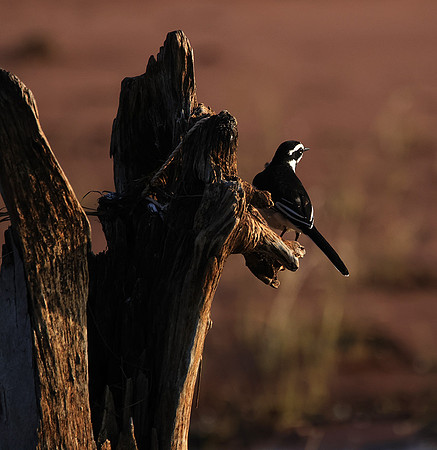 African pied wagtail - kariba