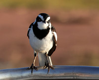 African pied wagtail - kariba