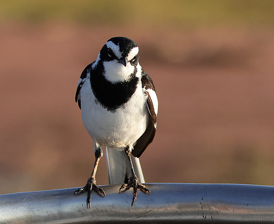 African pied wagtail - kariba