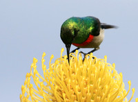 Southern double-collared sunbird