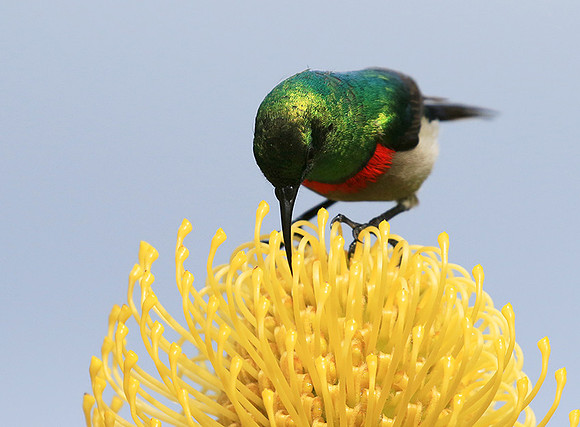 Southern double-collared sunbird