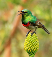 Southern double-collared sunbird