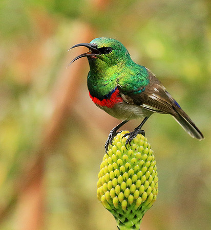 Southern double-collared sunbird