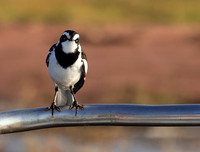 African pied wagtail - kariba