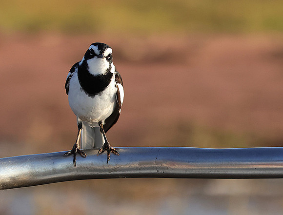 African pied wagtail - kariba