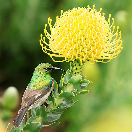 Southern double-collared sunbird