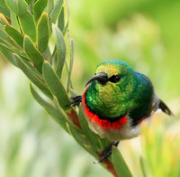Southern double-collared sunbird
