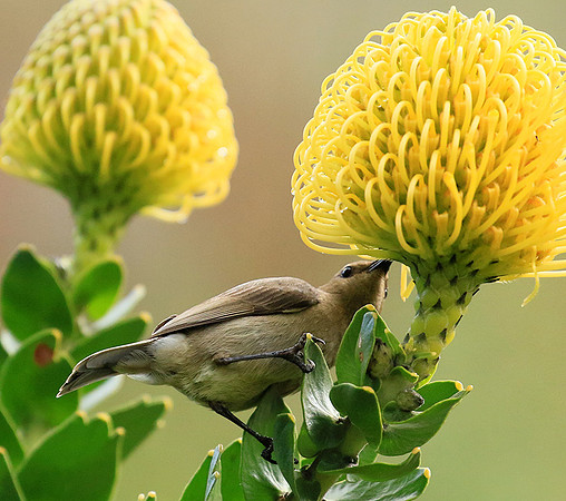 Southern double-collared sunbird (female)
