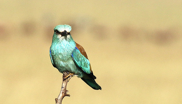 European roller