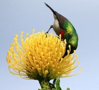 Southern double-collared sunbird