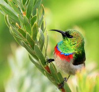 Southern double-collared sunbird