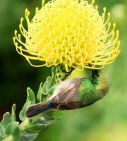 Southern double-collared sunbird