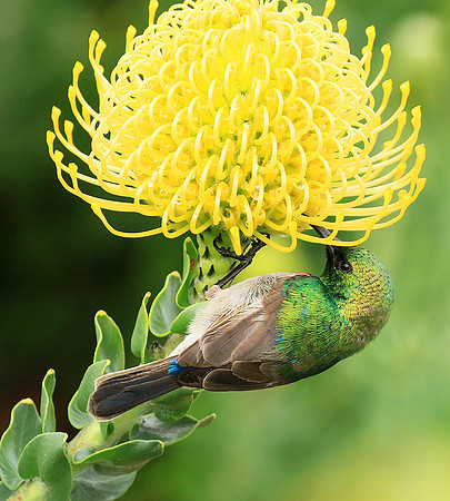 Southern double-collared sunbird