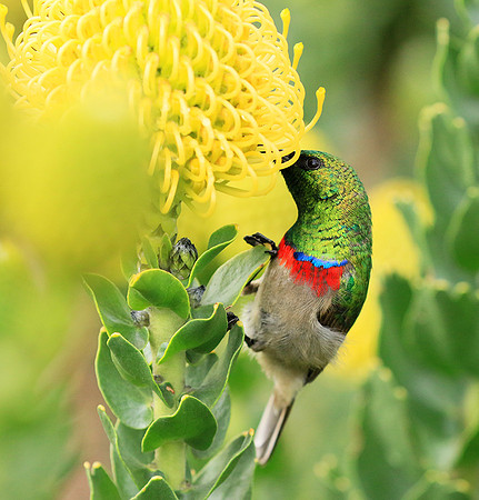 Southern double-collared sunbird