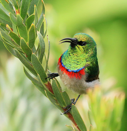 Southern double-collared sunbird