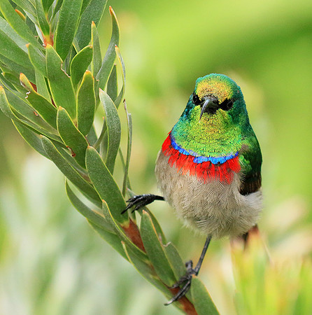 Southern double-collared sunbird