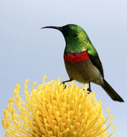 Southern double-collared sunbird