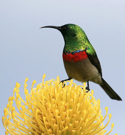 Southern double-collared sunbird