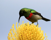 Southern double-collared sunbird