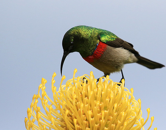 Southern double-collared sunbird