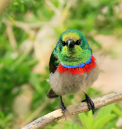 Southern double-collared sunbird