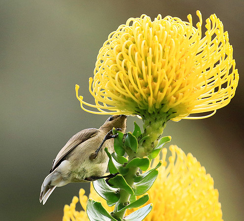 Southern double-collared sunbird (female)