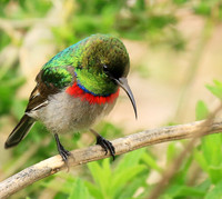 Southern double-collared sunbird