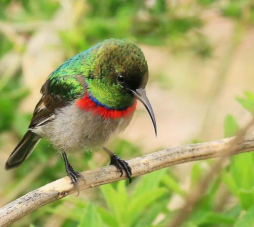 Southern double-collared sunbird