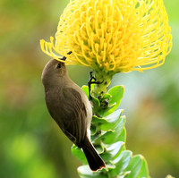 Southern double-collared sunbird (female)