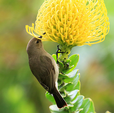 Southern double-collared sunbird (female)