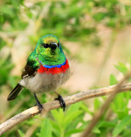 Southern double-collared sunbird