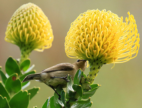 Southern double-collared sunbird (female)
