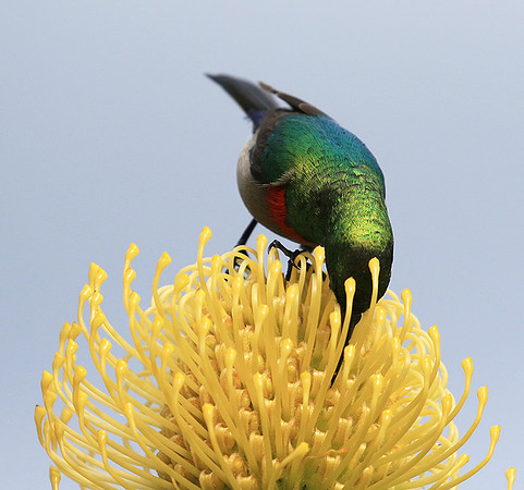 Southern double-collared sunbird