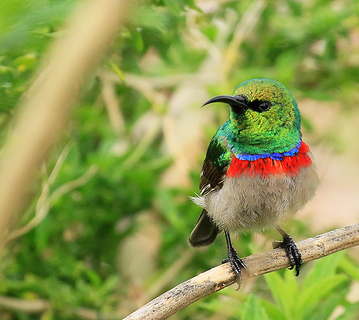 Southern double-collared sunbird
