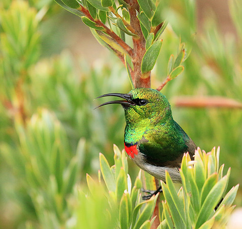 Southern double-collared sunbird