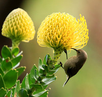 Southern double-collared sunbird (female)