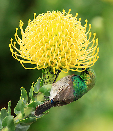 Southern double-collared sunbird