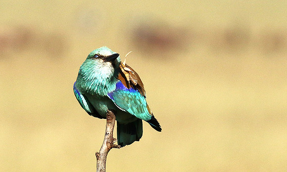 European roller