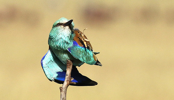 European roller