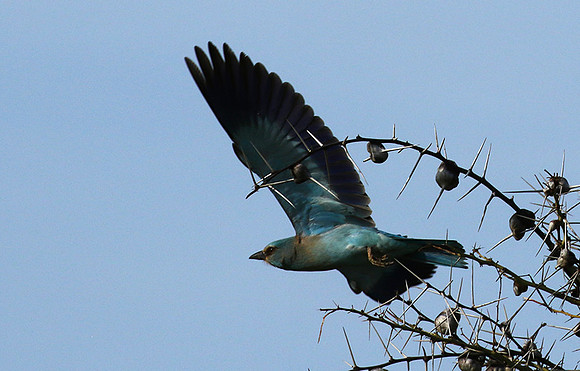 European roller