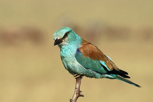 European roller