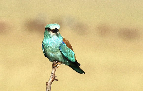 European roller
