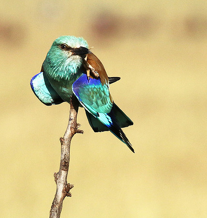 European roller