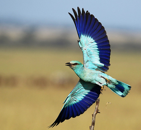 European roller