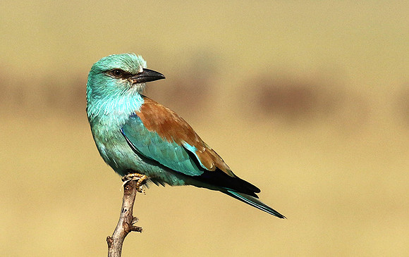European roller