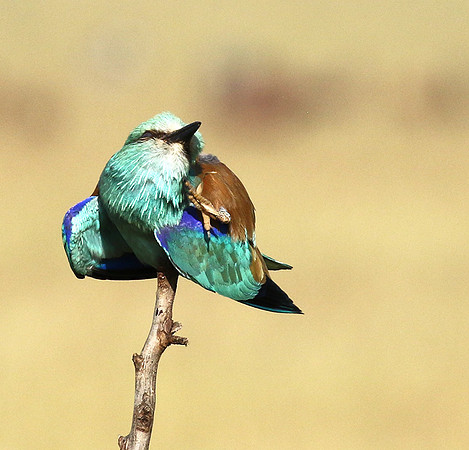 European roller