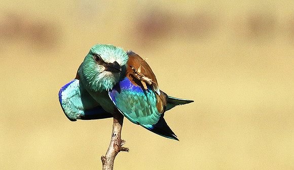 European roller