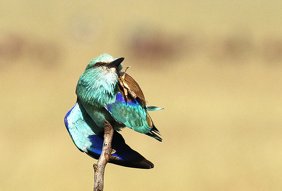 European roller
