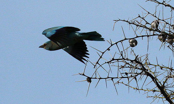 European roller