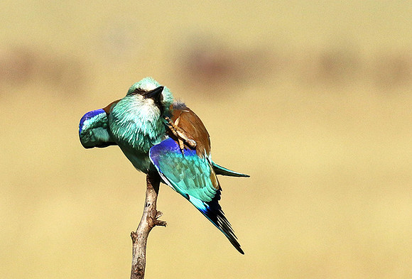 European roller
